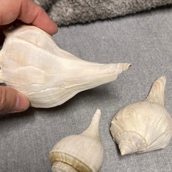 Seashells - Picture 3 of 7